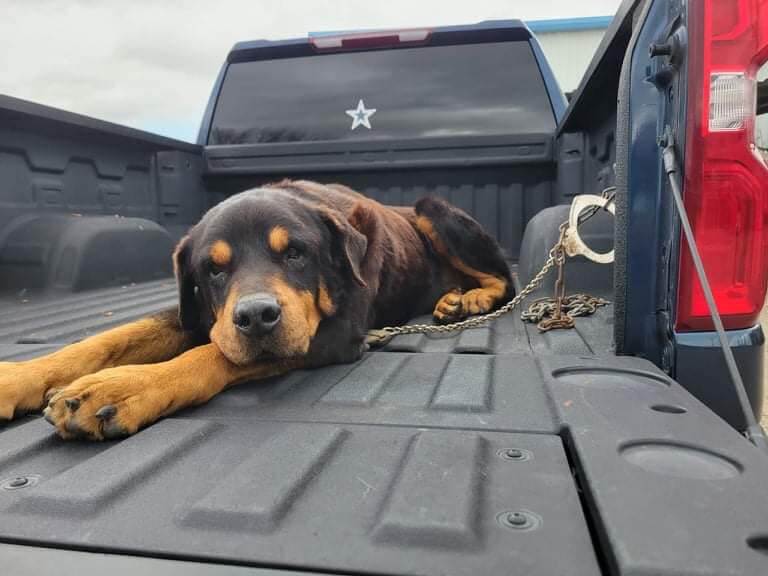 Surrendered because he is old and destined to be euth’ed at 6:30 if he is not rescued