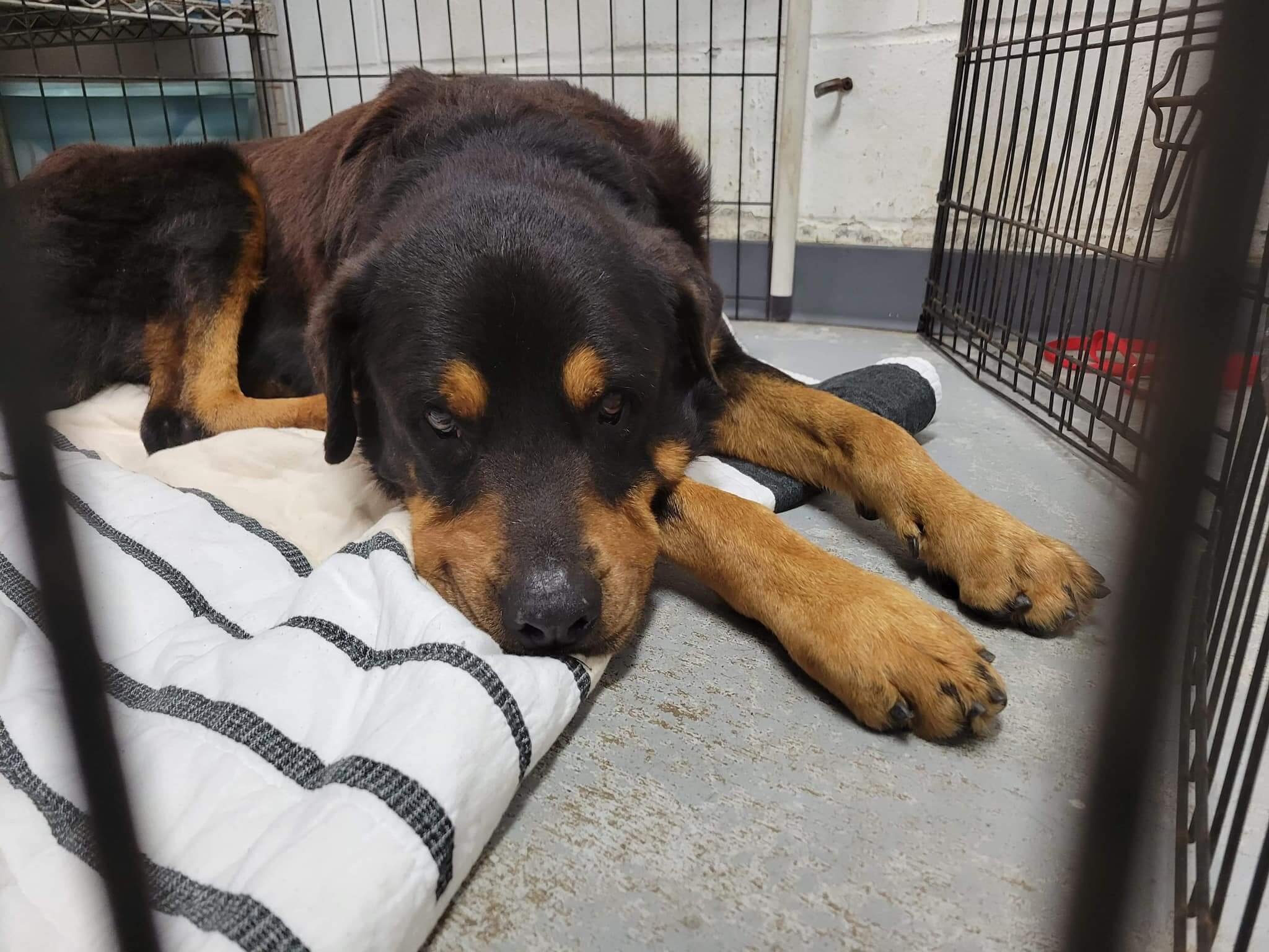 Update for 17-year-old dog dumped at shelter and slated to be euthanized