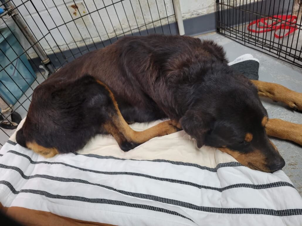 oso-old-pup-update1-1030x773-1