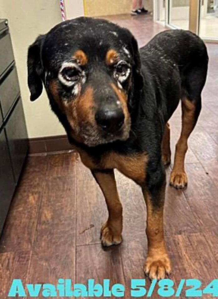 Rest in paradise sweet boy: Bittersweet rescue of 15 year old Oso