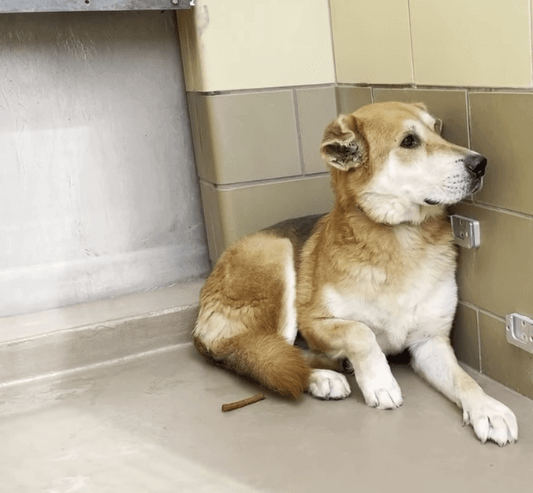 Terrified shepherd scared of everything has been at shelter for more than a month and now on list to die