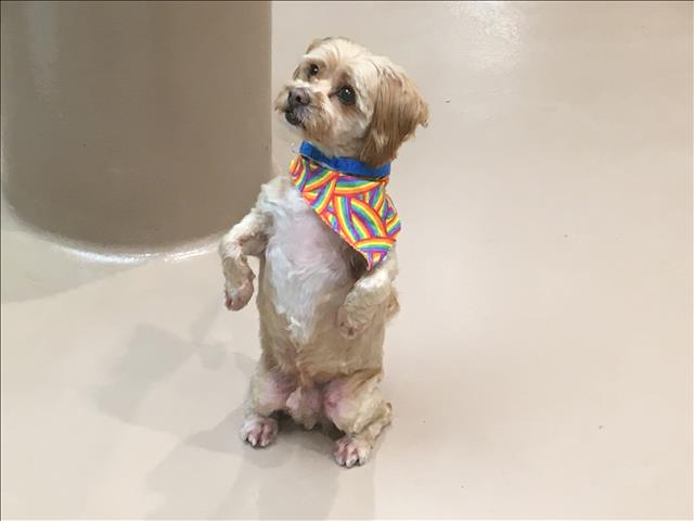 Tiny 11 year old senior wants out of shelter and poses to garner attention