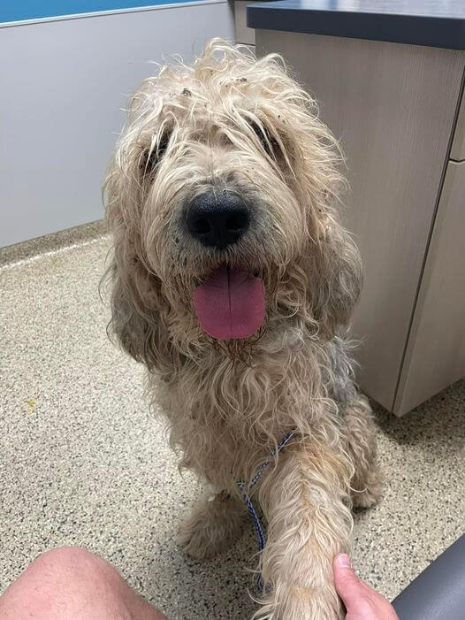otterhound-dog-1