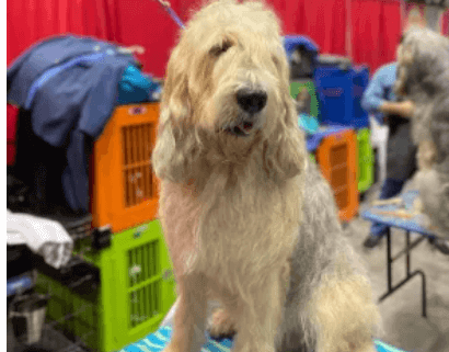 UPDATE: Extremely rare dog missing for weeks has been found