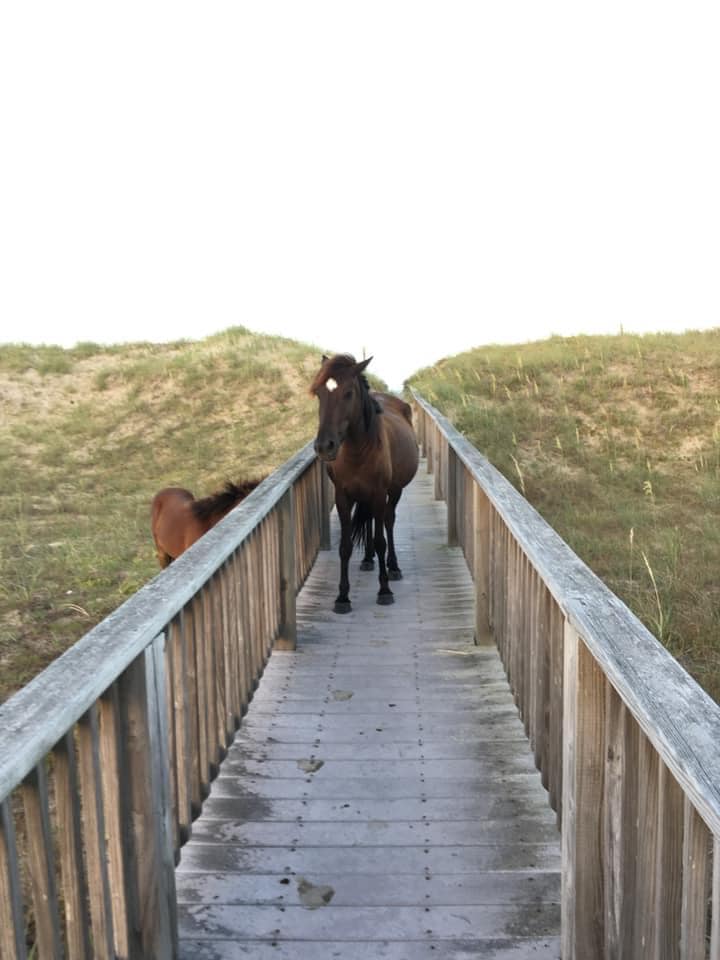 outer-banks-horse-and-foal-1