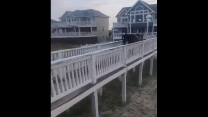 Outer Banks horse and foal
