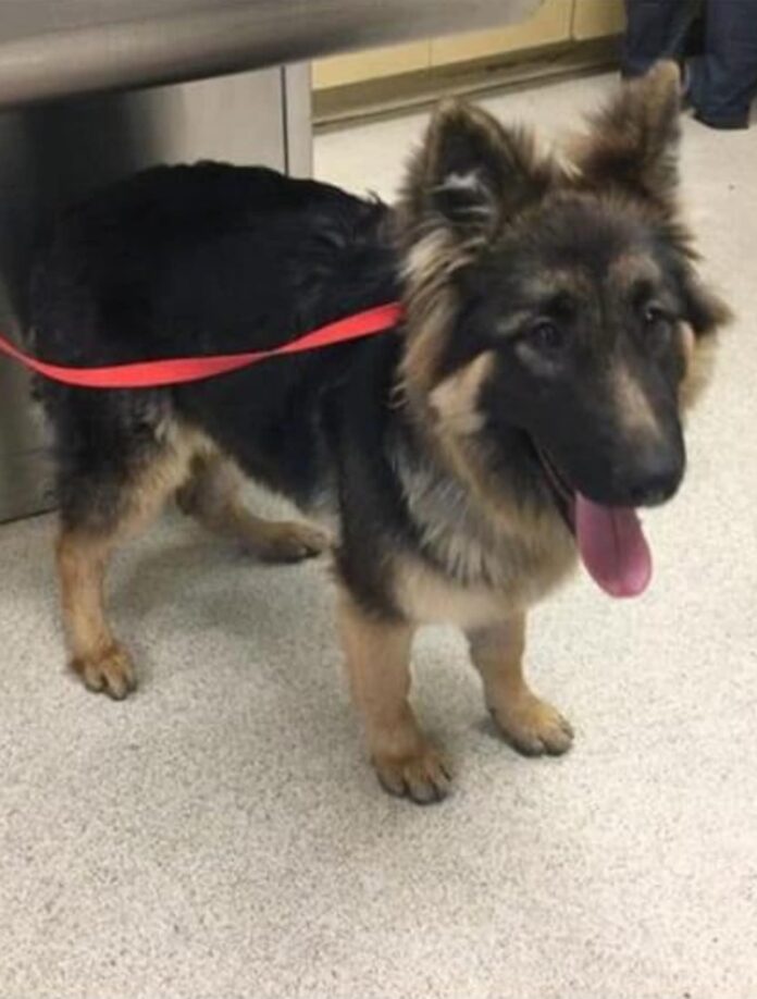 Shelter mistake for overlooked puppy slated to end in euthanasia