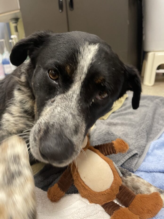 Victim of senseless violence, sweetest dog draws collective gasp from his rescuers