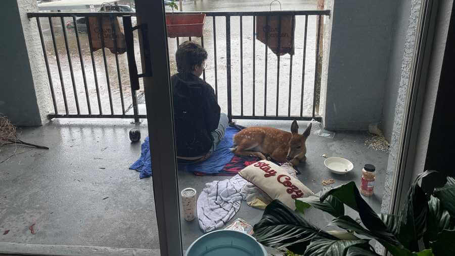 Orlando evacuees rescue drowning baby deer during Hurricane Ian