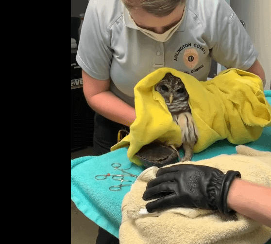 Owl and turtle stuck together untangled by Virginia rescue group