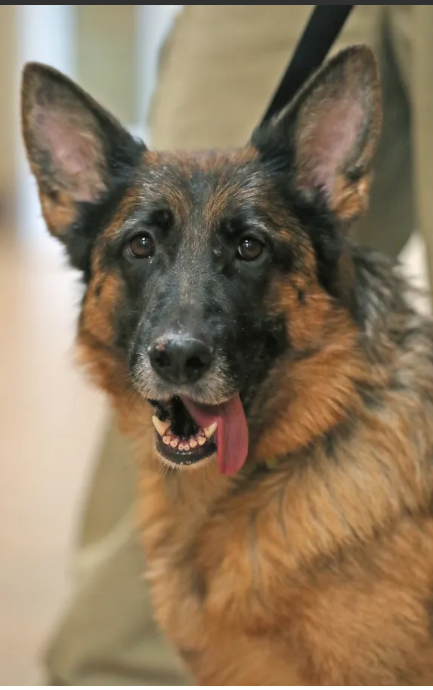 Stray German shepherd wandered into Ohio animal shelter and her microchip traced her back to Poland