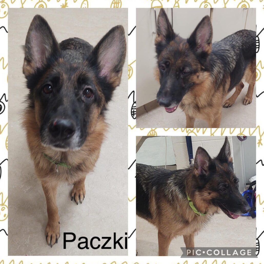 paczki1-1030x1030-1