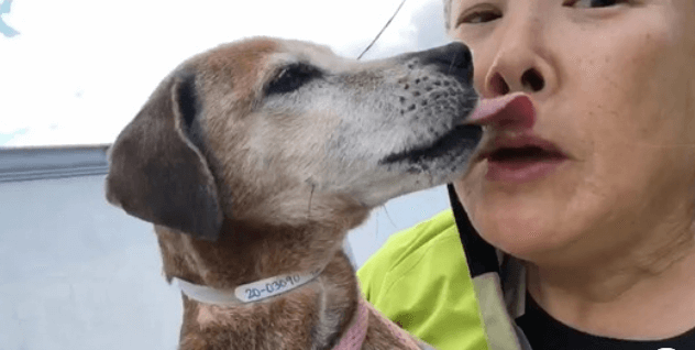 Senior Lab no longer ‘left behind’ is the most grateful little dog
