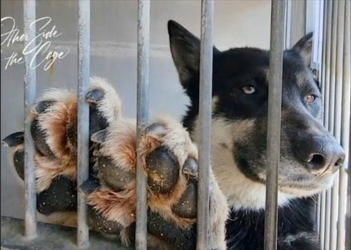 Broken hearted volunteer won’t give up on overlooked shepherd slated to die at crowded shelter