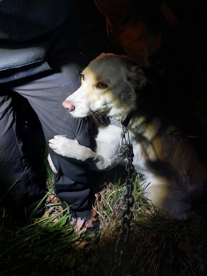 Dog left chained to barbed wire fence hugs her rescuers in pure gratitude