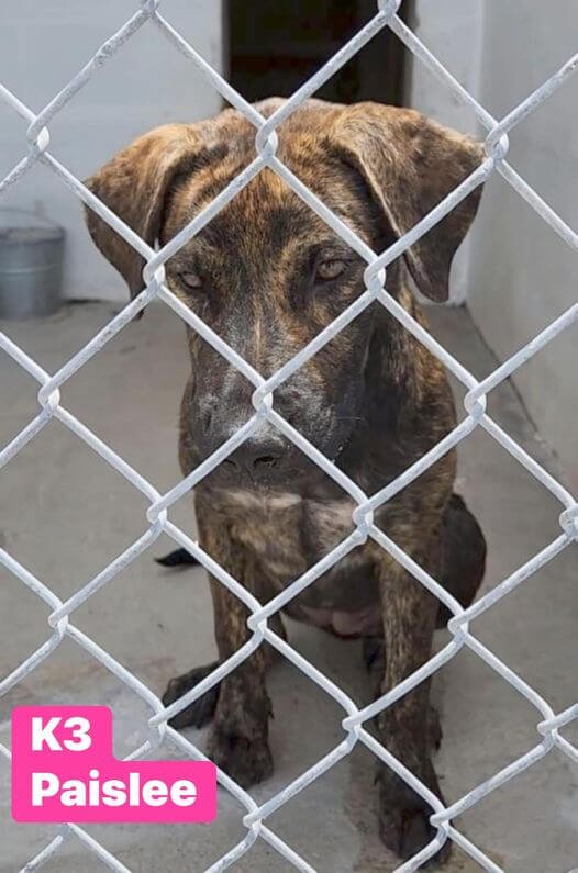 Young and healthy Paislee can’t catch a break and now she is scheduled to die at Texas shelter