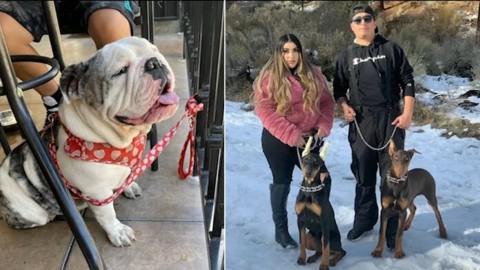 Family’s 4 dogs killed by swarm of bees that escaped from neighbor’s backyard