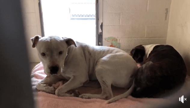 Miracles do happen: Surrendered bonded seniors on their way home