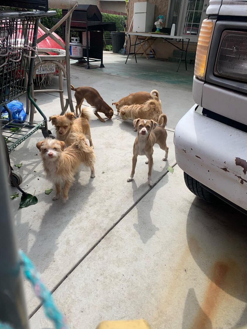 Six dogs dumped in Pamona: Emergency rescue needed