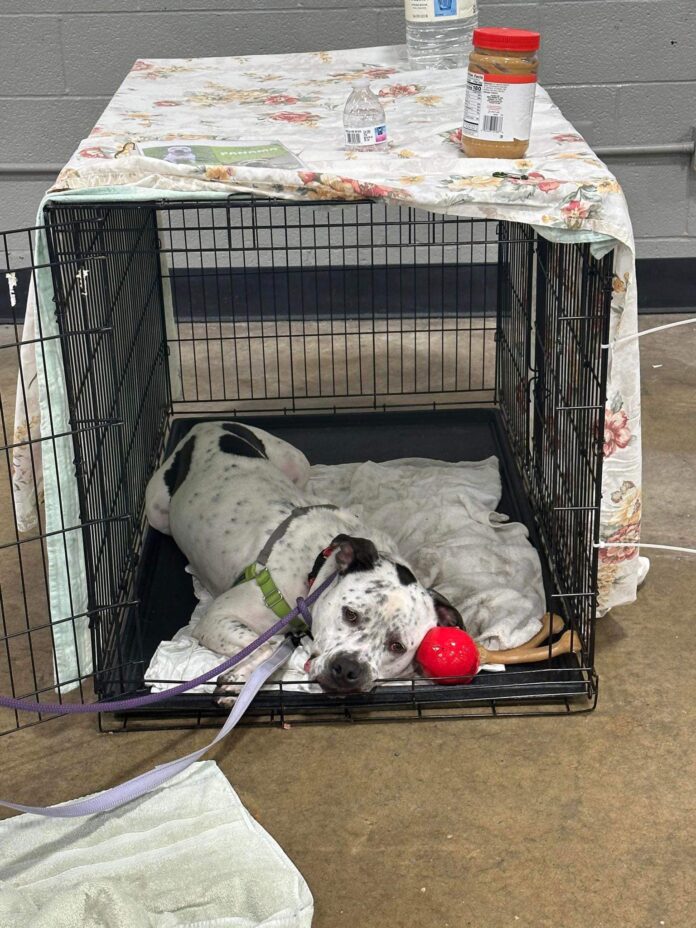 Mega adoption event didn’t work for one sad dog still at shelter