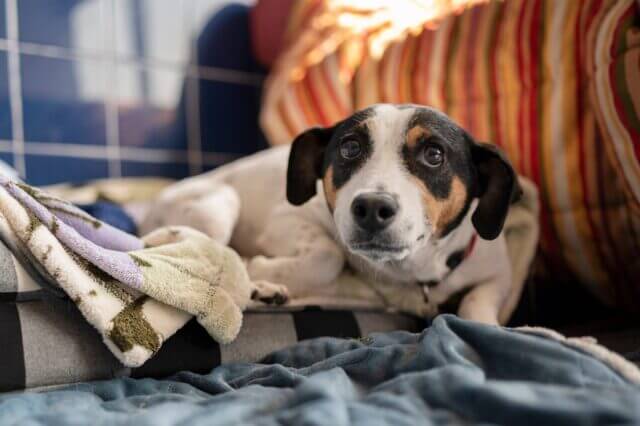 pancake-the-dog