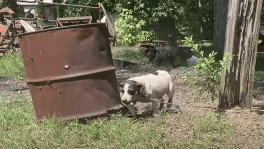 Pancake the dog1