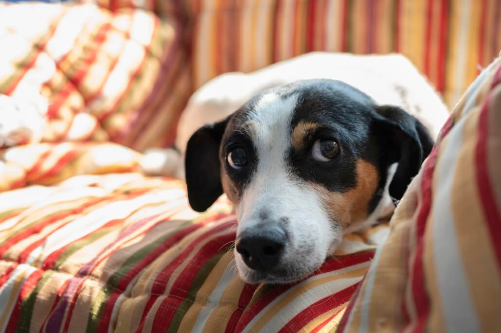 pancake-the-dog3-1030x685-1