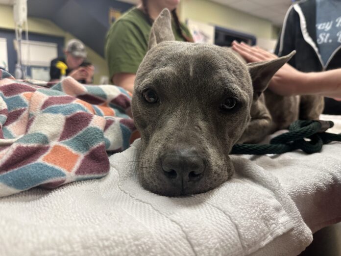 Stray pup who suffered for days in labor made it through surgery even though her heart stopped 3 times