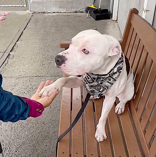 Waiting for love after having been left tied up at park but now shelter plans to end his life