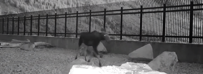 Wildlife ‘Critter Bridge’ provides safe route for animals crossing busy highway