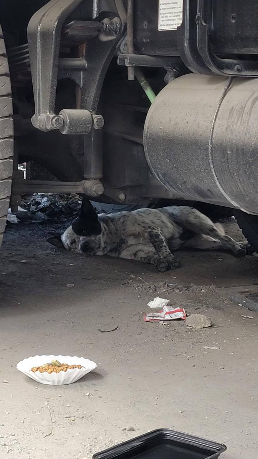 Terrified dog living in parking lot of trucking company finally captured by determined rescuers