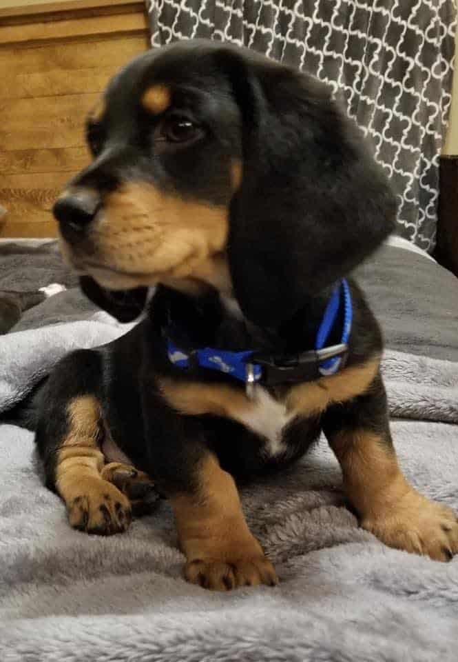 parvo-puppy-kansas-1