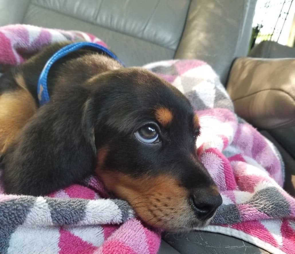 parvo-puppy-kansas-1030x888-1