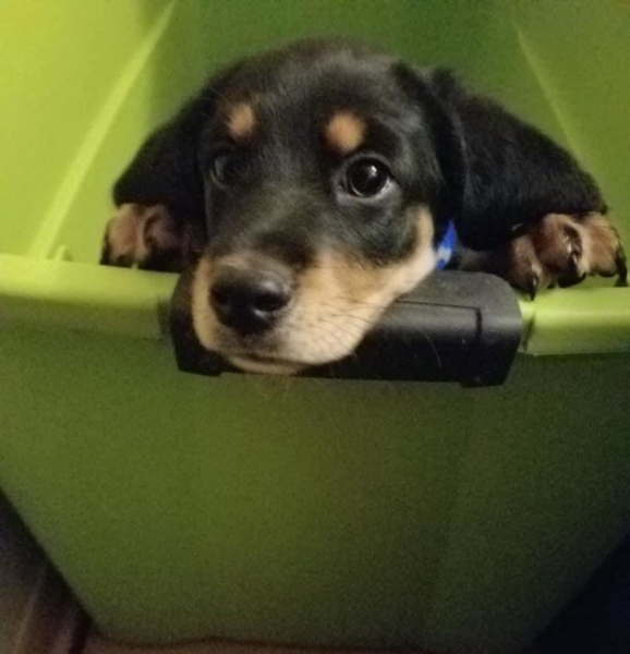 Surrendered 9-week-old Basset hound puppy showing symptoms of deadly parvovirus