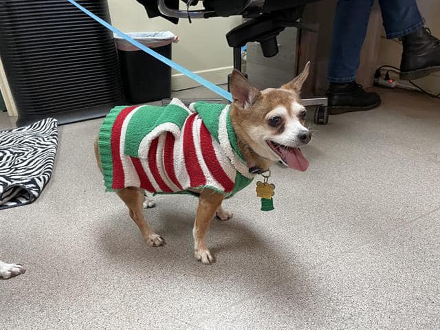 Heartbreaking: Owner surrendered senior pup in her little sweater