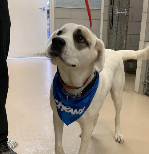 Dog walked himself home after owner struck and killed by truck