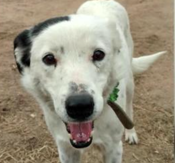 Dog missing for 4 years found 600 miles away from home