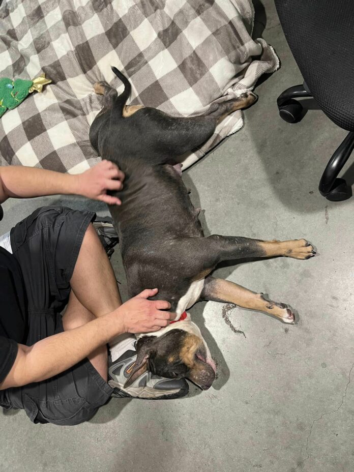 Only shelter dog left behind at Tampa adoption event finds her forever home