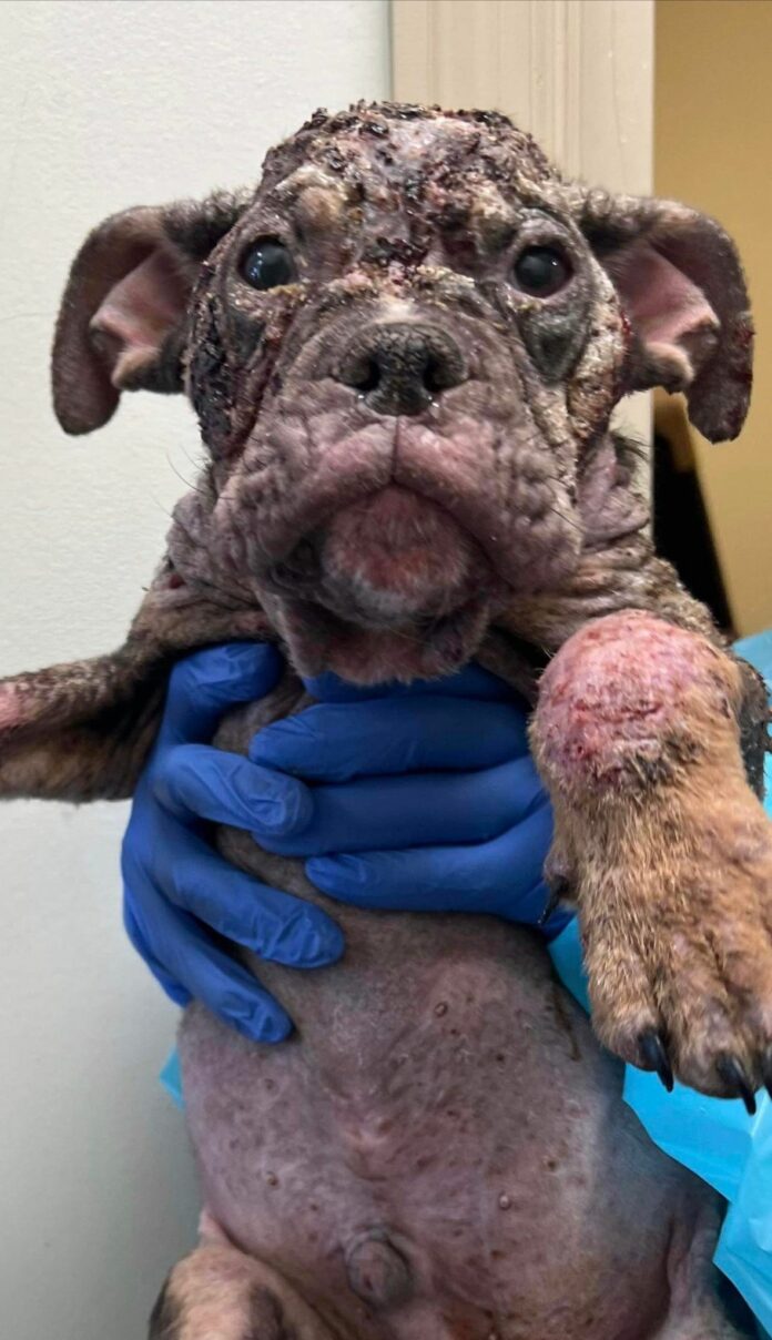 Puppy abandoned on side of road in Georgia rushed to veterinarian hospital as rescue organization steps up to help