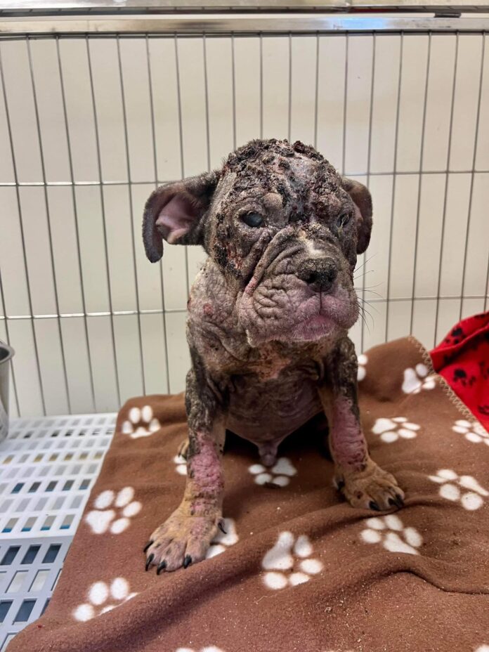 UPDATE: Puppy abandoned on side of road in Georgia actually wagged his tiny tail as his condition improves