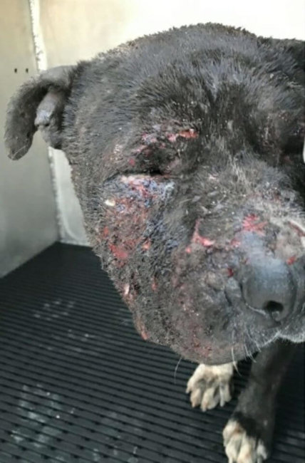 Was Patrick a bait dog? Help needed for this Texas shelter victim