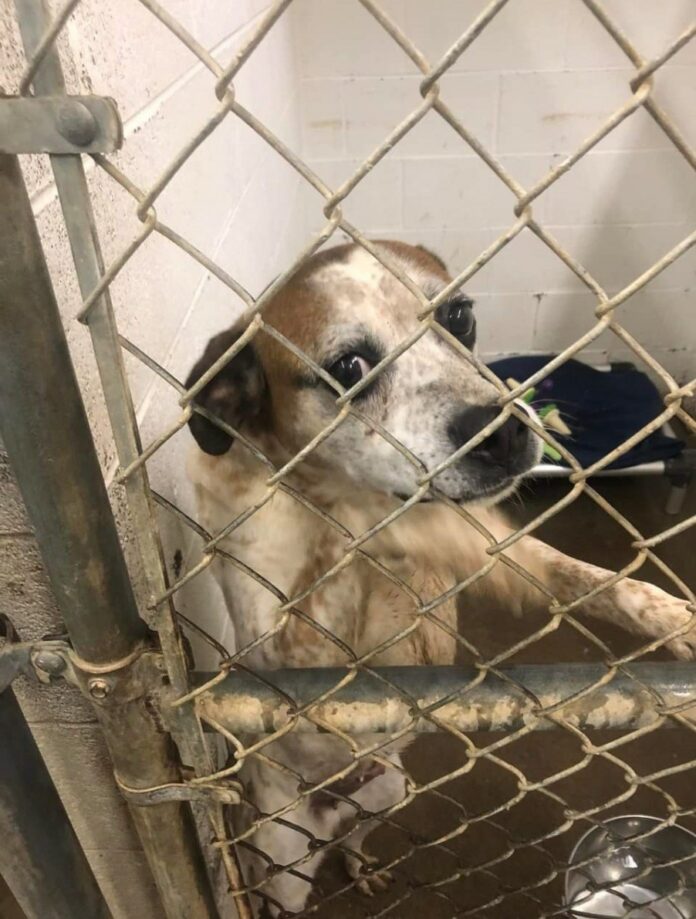 Help: ‘Patty’ has not stepped away from shelter for a year and a 3 x 5 kennel is just not enough