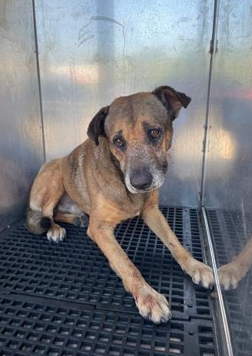 Frightened pup who crawled into corner of kennel at busy Miami shelter needs our help