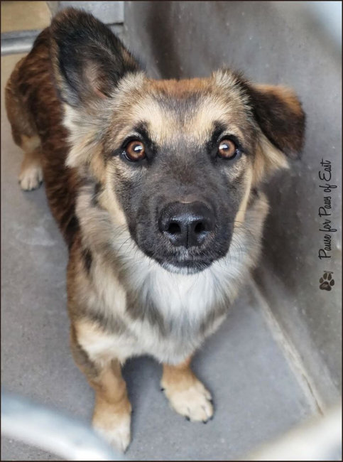 Unique ‘low rider’ German shepherd would welcome a home
