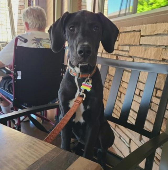 pawfriended-1