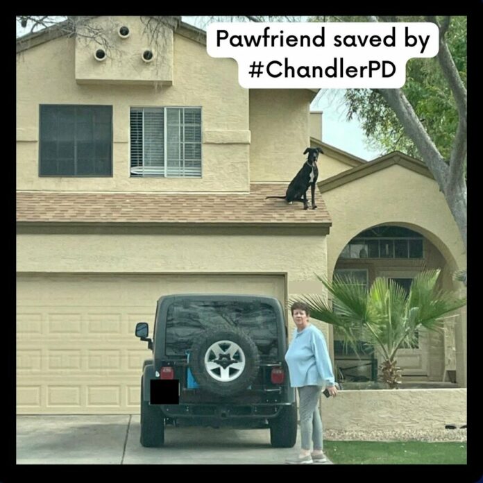 Chandler Police rescued curious Great Dane from roof of house