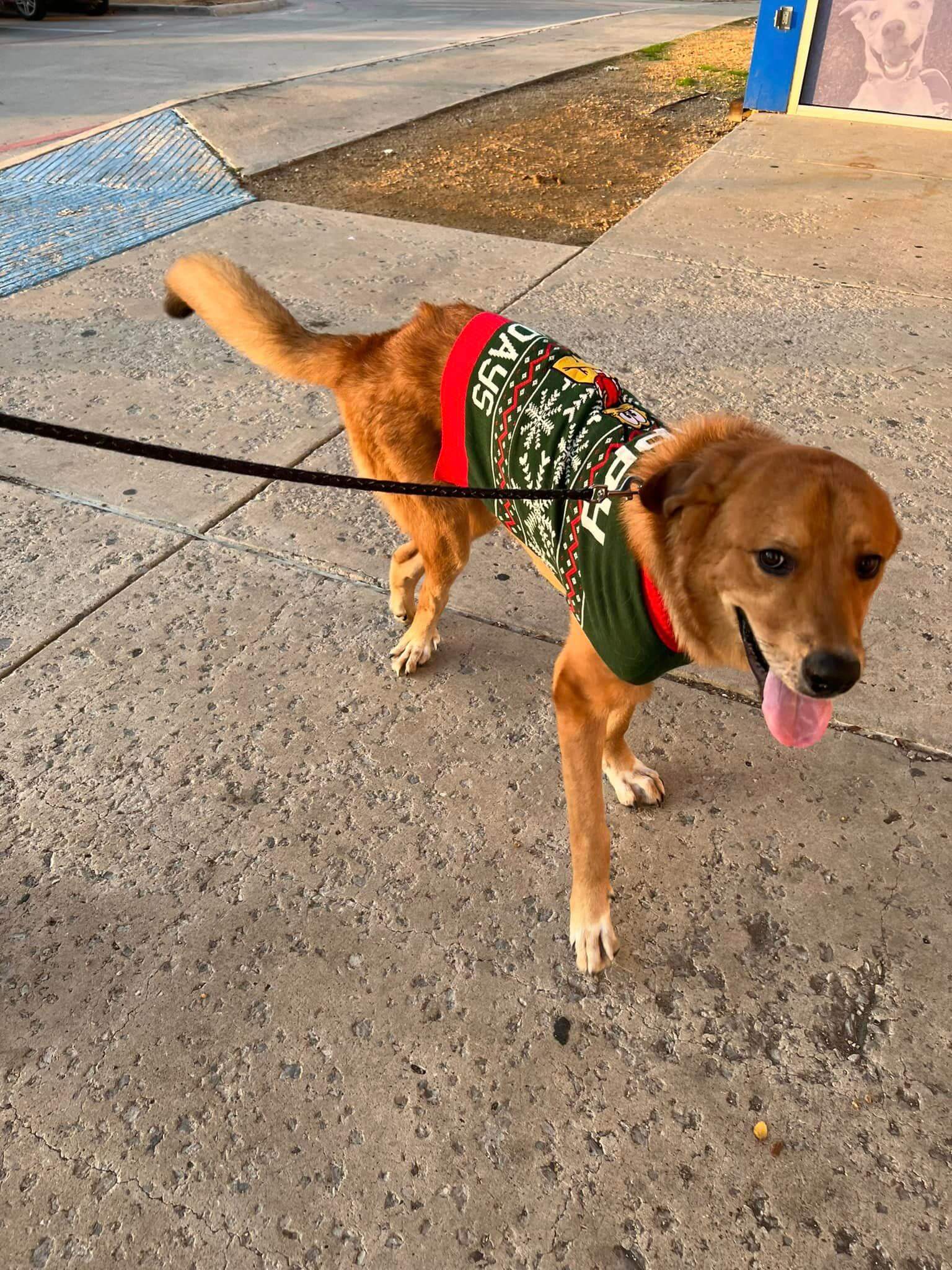 Owner surrendered puppy with ‘Happy Pawliday’ shirt to hide the neglect but wait -faith has been restored