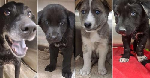 Mom dog and her puppies dumped over Lexington bridge rescued by Good Samaritan