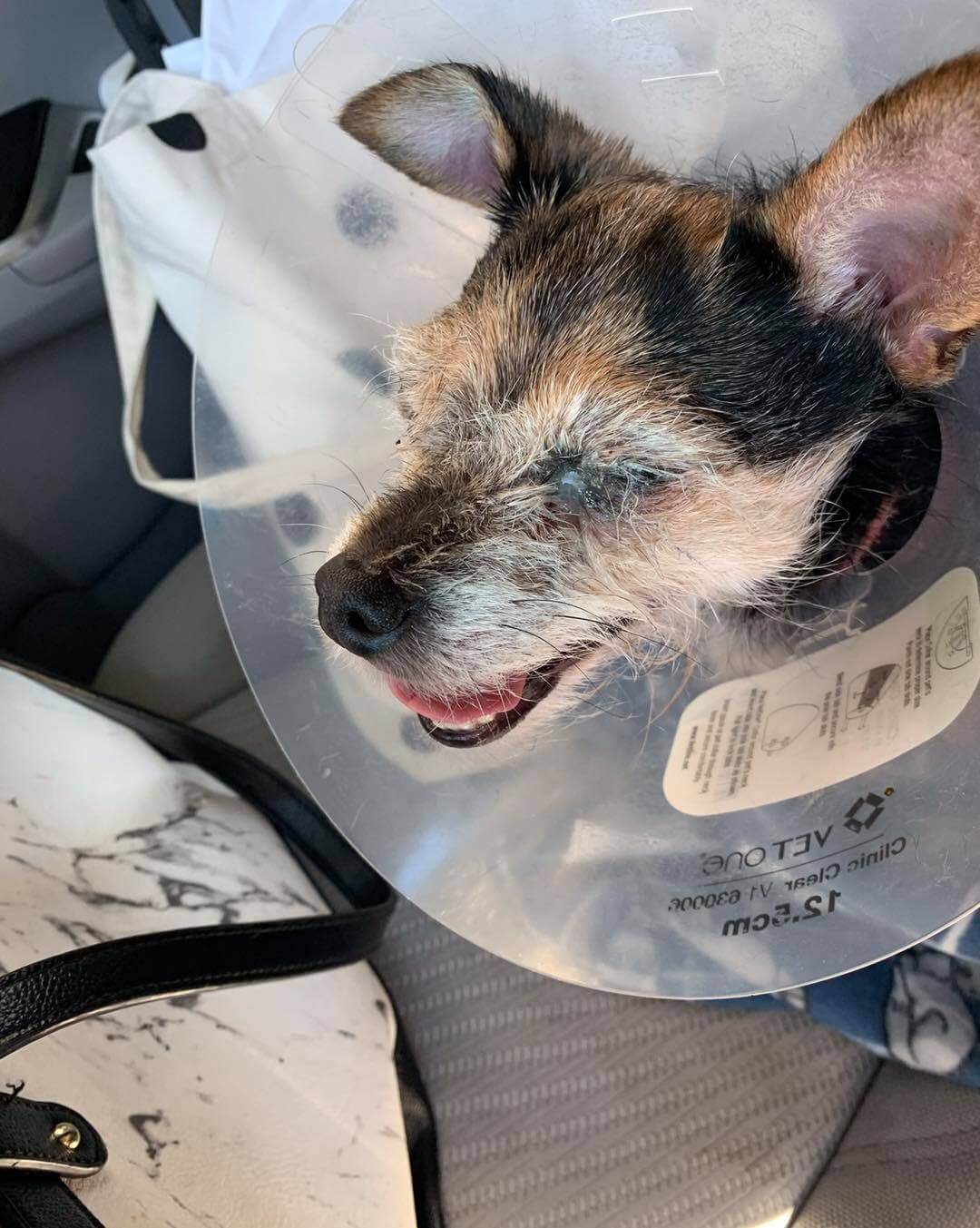 Pup on long road to recovery after someone super glued her eyes shut