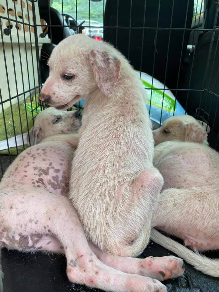 Dumpster puppies: Itchy, scared, wild and left to die in trash pile